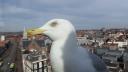 Seagull in Haarlem