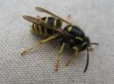 A picture of a wasp in the Vosges