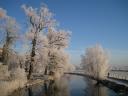 Frosted trees beside the river 