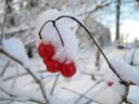 Snow on a red berry
